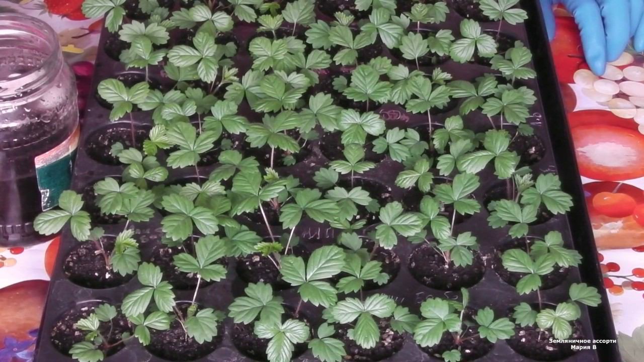 ЧЕМ ПОДКОРМИТЬ КЛУБНИКУ ВЕСНОЙ. ЧЕМ ПОДКОРМИТЬ РАССАДУ ЗЕМЛЯНИКИ смотреть онлайн