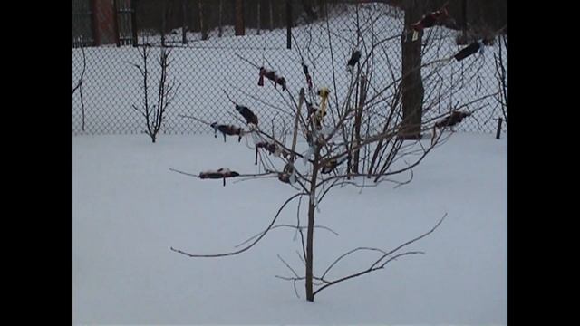 ОБЗОР Как зимует хурма 30 декабря 2021 год смотреть онлайн