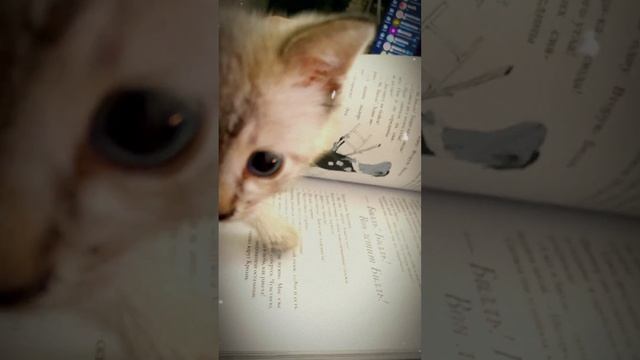 Подобрал бездомную кошку, ее первая встреча с книгой. Удивилась =) Часть 2
