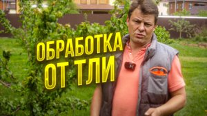 Тля может погубить молодые побеги, обработка от тли, баковая смесь