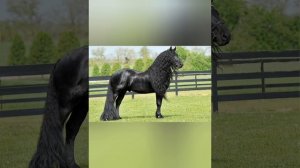 Самый красивый конь в мире?