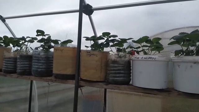 ПЛЮСЫ И МИНУСЫ ВЫРАЩИВАНИЯ КЛУБНИКИ В КАШПО