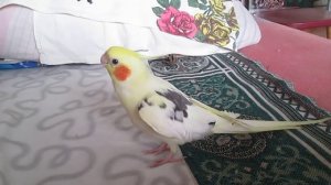 Очень смешной попугай Гучи.Поет,говорит.???