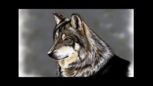 Рисуем волка