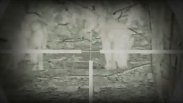 night hunting process# процесс. Ночной. Охоты смотреть онлайн