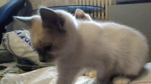 Реакция котят на непонятные звуки. Синхронно, как по-армейской команде.