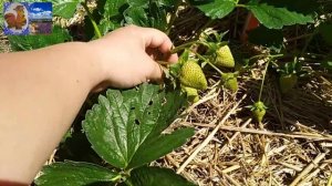 ЛПХ АК_47. Обзор 10ти сортов клубники. Ждём первую ягоду 🍓