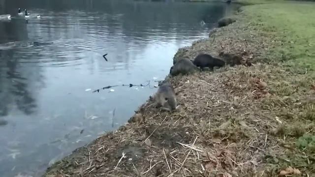 ДИКИЕ НУТРИИ И ГУСИ В НЕМЕЦКОМ ПАРКЕ