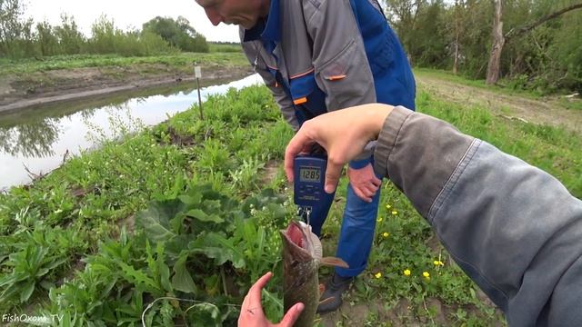 Рыбалка на щуку 2023. ПАПА ПРИШЁЛ ВОРОЧИТЬ ЩУК В ДЕНЬ РОЖДЕНИЯ! Ловля щуки на живца. смотреть онлайн