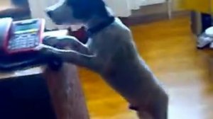 поющий далматинец