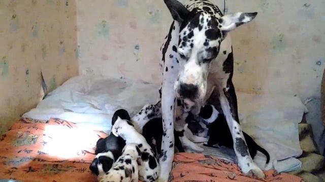 Когда очень хочется щенков))) смотреть онлайн