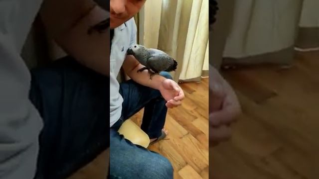 african Grey parrot,  tutuquşu jako, африканский серый попугай, жако, Jako papagani
