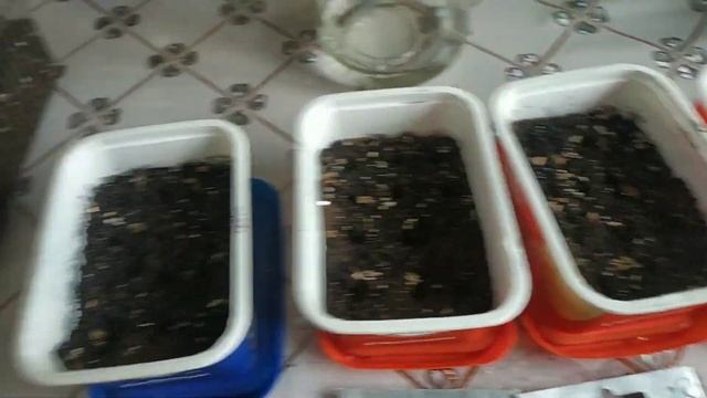 #виола или #анютины глазки. Посев семян смотреть онлайн