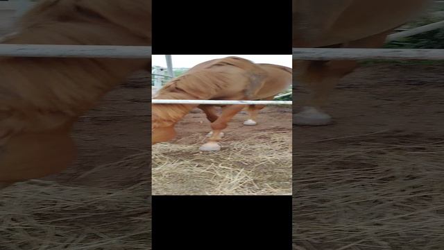 Выживание 24 часа в зоопарке. 2 Сезон, 1 серия. (Нашёл логово бомжей)