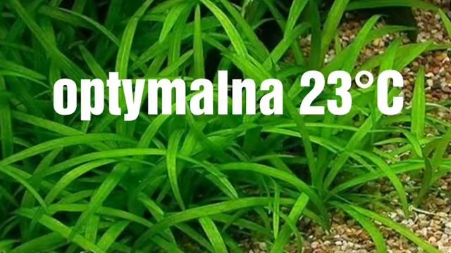 Sagittaria subulata смотреть онлайн