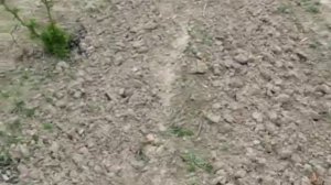 Маточник черной смородины, Юбилейная Копаня, Селеченская 2