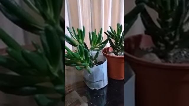 CRASSULA OVATA GOLLUM смотреть онлайн