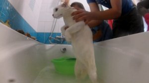 Купаем кошку! Bath the cat! Funny video!