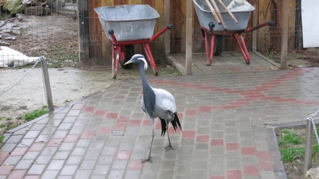 04.04.2021. Украина. АР Крым. Бахчисарай. Цапли смотреть онлайн