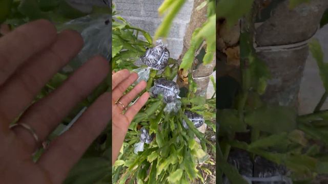 How to extract Christmas cactus flower branches