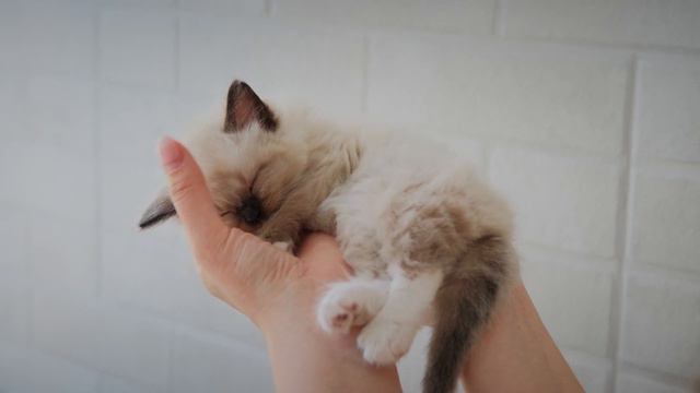 Супер релакс от милых и смешных котят #4 - котенок и котята