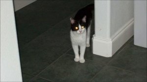 Electric Light Orchestra - Can't Get It Out Of My Head (2012 live with Richard Tandy)