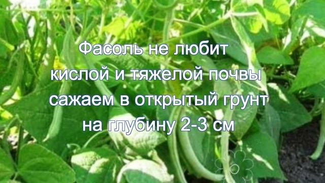 что любит фасоль.. секреты хорошего урожая.