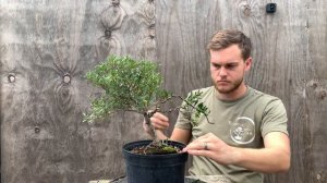 Styling a dwarf Gardenia at The Bonsai Supply (Auction 8)