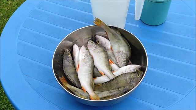 Окуни горячего копчения.Коптим на даче.