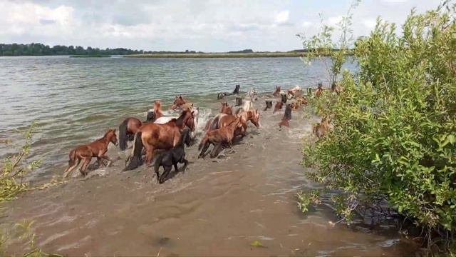 Спасение жеребят! Снова остров!