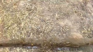 Соломенный дом 6