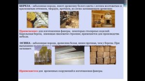 8 лекция  Основные древесные породы применяемые в строительстве