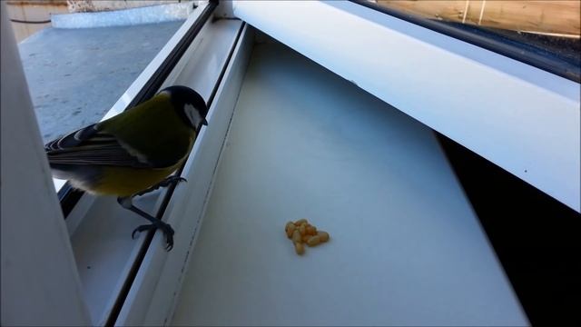 Большая синица - Great Titmouse