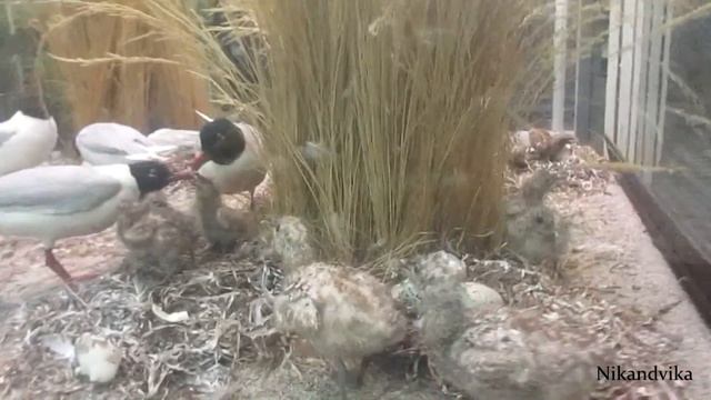 ЗООЛОГИЧЕСКИЙ МУЗЕЙ РАН (СПб) // Видео для детей смотреть онлайн