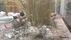 ЗООЛОГИЧЕСКИЙ МУЗЕЙ РАН (СПб) // Видео для детей