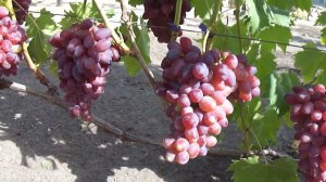 Гибридная форма винограда Криптон в Воронеже. 13.08.2020.