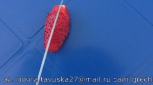 ДИВНАЯ ранний сорт клубники