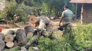 splitting  bicycle to take out of the field MS 070 stihl chainsaw 52 |Activity wood cutting