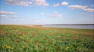 Зелено полюшко