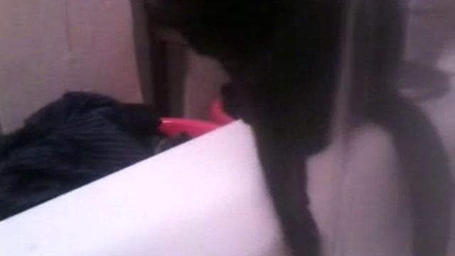 кот который моеться в ванной смотреть онлайн