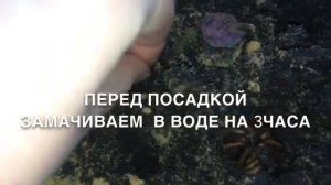 Посадка ранункулюса дома ( Азиатский лютик)