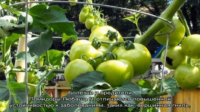 Один из лучших скороспелых и неприхотливых сортов — томат «Любаша f1»: урожайность и характеристики