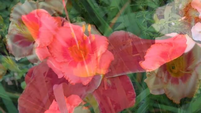 лилейники в саду смотреть онлайн