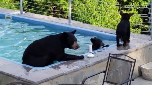 Медведи купаются в джакузи видео.mp4