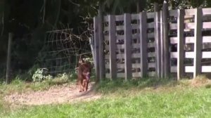 Австралийский келпи учится пасти овец