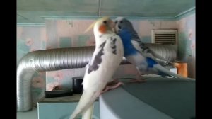 Волнистый попугайчик и корелла.