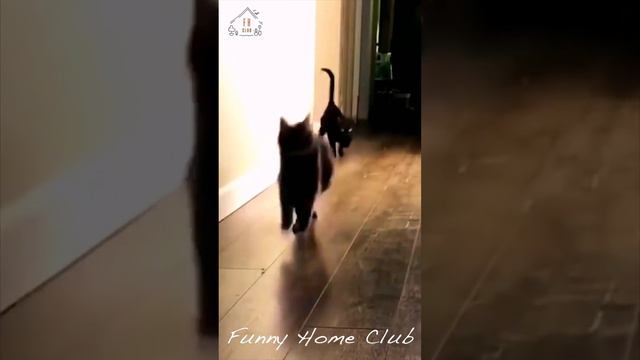 Alien cat 🤣Funny Animals Videos 🐶