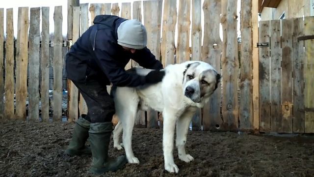 Алабайские почесухи. 22.03.22
