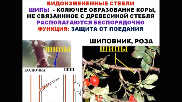 ВИДОИЗМЕНЕННЫЕ ОРГАНЫ, ГОМОЛОГИЯ И АНАЛОГИЯ ОРГАНОВ РАСТЕНИЙ