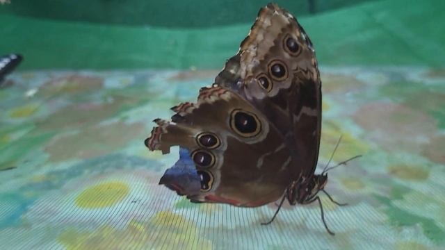 ОБЗОР ГИГАНТСКИХ БАБОЧЕК ИЗ САМЫХ ЖАРКИХ СТРАН. THE GIANT BUTTERFLIES / 거대한 나비 смотреть онлайн